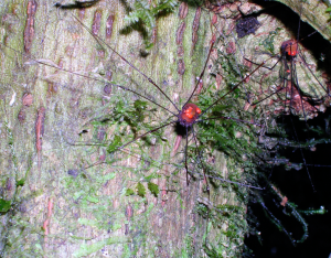 An Opiliones from Panama (with mites, too!)
