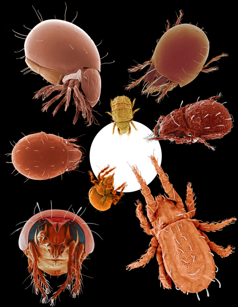 8 Oribatid mites scaled to a 12 pt Times Roman period (0.5 mm dia.). Photo by D. Walter, reproduced here, with permission. You should visit his blog.