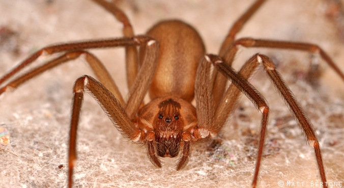 A beautiful brown recluse spider. Photo © Matt Bertone, reproduced here with permission.