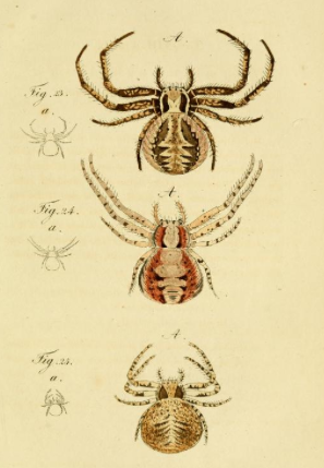 C.L. Koch Plate