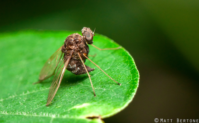 A snipe fly, photographed by Matt Berton, reproduced here with permission.