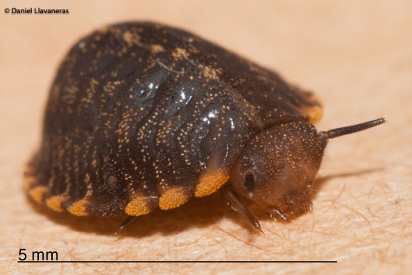 And it's an Endomycidae beetle!