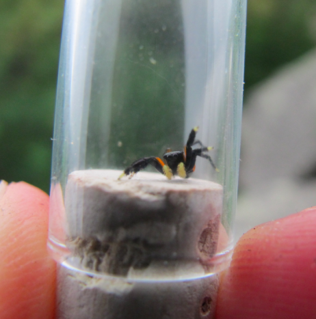 Euophrys monadnock waving (goodbye) from a collection jar (photo by Y. Wang)