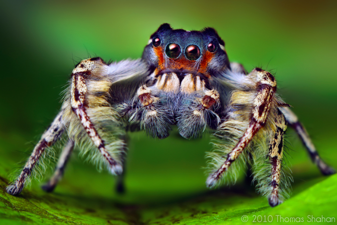 Phidippus from Thomas Shahan