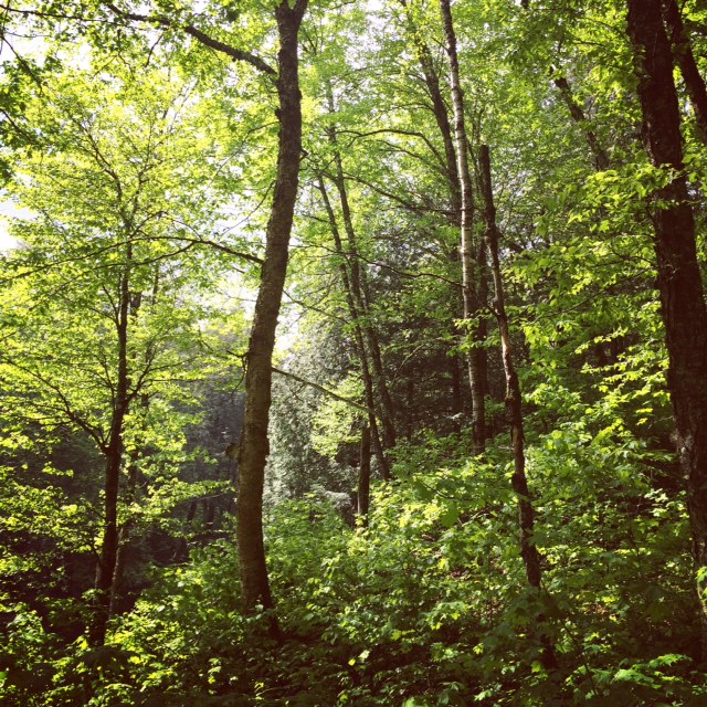 The forest.