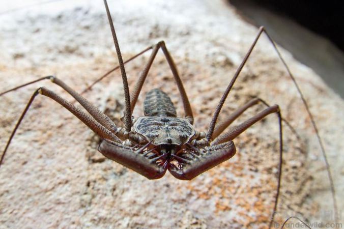 From Alex Wild, a lovely amblypygid. 