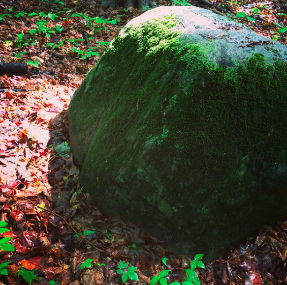 A result of glacial till: it's now supporting biodiversity.