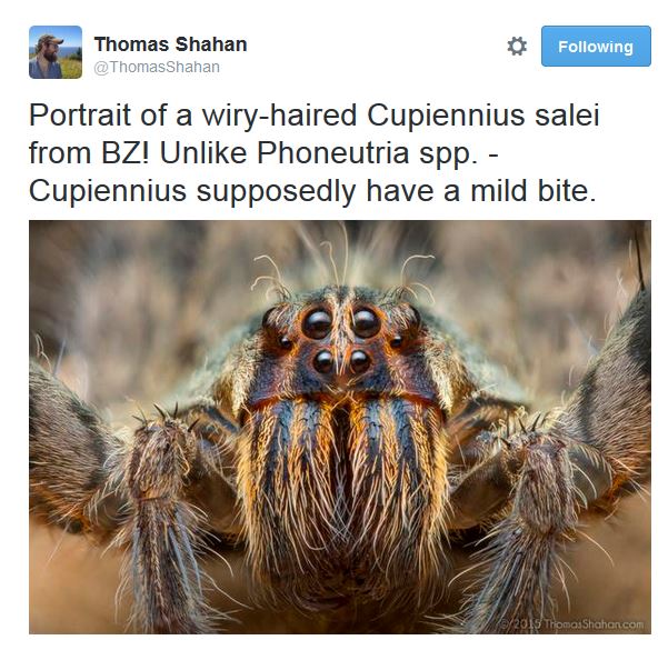 SpiderPortrait