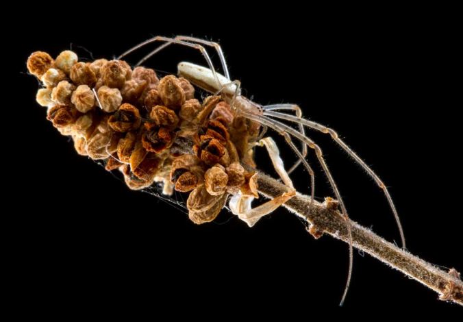 A beautiful long-jawed orb-weaver (image by Alex Wild, from "Insects Unlocked".